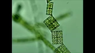 Creatures in my Water!!! - Microscopic Animals from a Local Stream.