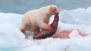 Polar Bear vs Harp Seal