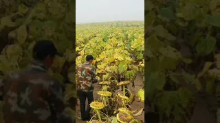 sunflower 🌻 seeds making to sunflower 🌻 🛢️🛢️ oil🛢️#shorts