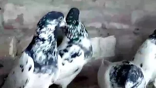 Best sialkoti pigeons Kalmuway of sialkot