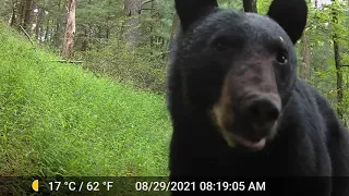 2 hours long Trail cam Compilation 2021 - Otter, mink, black bear, coyotes, coy wolf