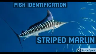 Striped Marlin - NOAA Species Identification