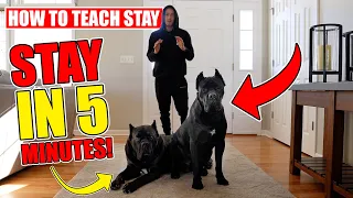 Easily Teach Your Dog To STAY In 5 minutes!