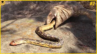 30 Moments When Snakes Messed With the Wrong Opponents