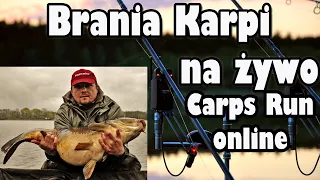 Brania Karpi na żywo | Carps Run online