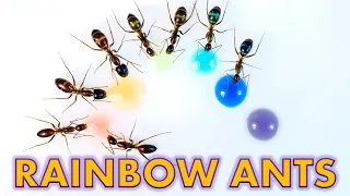 Incredible Colored Ants Changing Their Color 4K