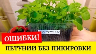 🌸Выращиваем петунии без пикировки. Главные ошибки🌱