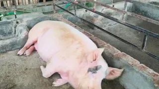 Biggest Piggery farm in Nagaland.