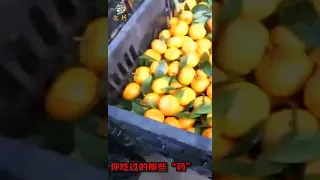 ЖЕСТЬ! Кто то еще хочет китайские мандарины?