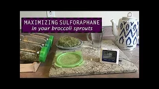 How To Increase Sulforaphane in Broccoli Sprouts by ~3.5-fold