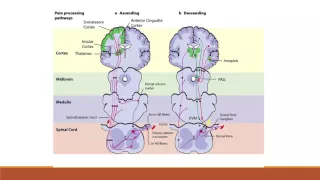 Evolution of the Science of Pain - Jane Ballentyne, MD