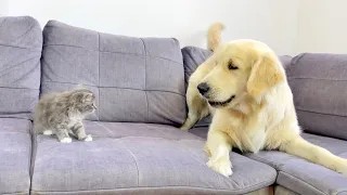 Golden Retriever's Reaction to Meeting a Tiny Kitten