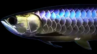 Where was 1st Golden Cross Back Arowana fish found? - Native Origin of Golden Cross Back Arowana