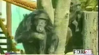 Chimp with smoking problem