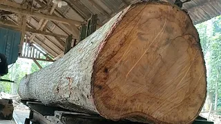sawing Monster mahogany wood worth 30 million at the sawmill