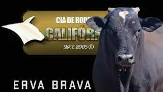 TOURO ERVA BRAVA DA CIA CALIFÓRNIA