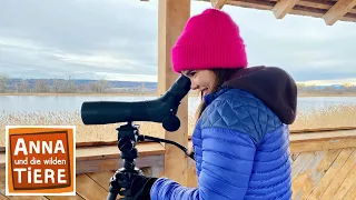 Futter für die Wintervögel | Reportage für Kinder | Anna und die wilden Tiere