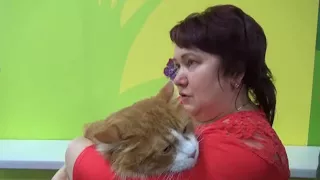 Выставка кошек в Сердобске