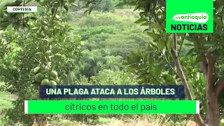 Una plaga ataca a los árboles cítricos en todo el país - Teleantioquia Noticias