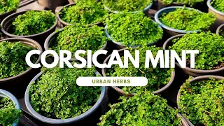 Introducing Herbs: Corsican Mint