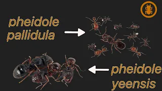 Мои Pheidole yeensis и Pheidole pallidula