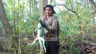 Trinis hunt green iguana (green chicken) in a mangrove forest.