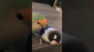 Lovebird talks to her bully friend