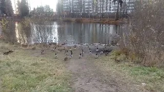 Стая уток на пруду деревня Голубое/ЖК Зеленоградский