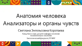 Анализаторы и органы чувств | Открытый университет