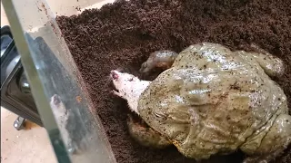 African bullfrog eats live mouse. WARNING: LIVE BRUTAL FEEDING