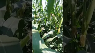 кукурудза 🌽 ВНІС гран 6 🔥🔥🔥