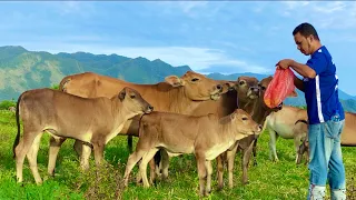 Sapi Lembu Gemuk Dan Jinak Sedang Makan Di Sawah ~ Suara Sapi Memanggil Kawannya Masuk Kandang, Cow