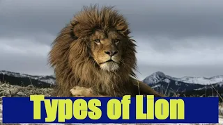 Different types of lions #lion #lions