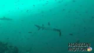 FULL HD 1080P 馬爾地夫 Maldives 鯊魚 海底攝影 aq0002827