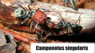 Бесподобные гиганты Camponotus singularis|Содержание,обзор