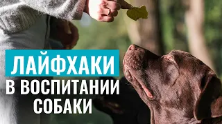 ТОП-5 ЛАЙФХАКОВ в воспитании и дрессировке собак! Советы от экспертов школы “ЛавГав”