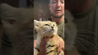 Sand Cat @ Underground Reptiles