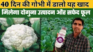 गोभी में फूल की अवस्था में कौनसी खाद डालें | gobhi me calcium or boron