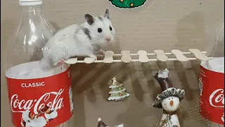 🎄🐹☃️ My Funny Pet Hamster in the COCA COLA Christmas obstacle course! ☃️🐹🎄