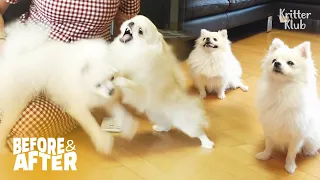 When Two Complete Dogs Misunderstand Each Other | Before & After Makeover Ep 43