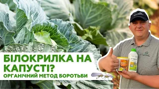 Білокрилка на капусті? Органічний метод боротьби