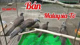 Cung Cấp Chim Malaysia Tơ | Cu Gáy TV