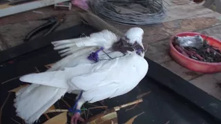 Ловля Ястреба на живца-голубя. Как сделать ловушку/ How to make a live bite on a hawk, with a pigeon