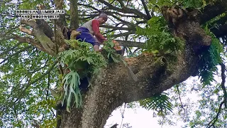 process of cutting and loading super old trembesi trees, Indonesian style.