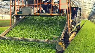 Modern Agriculture Machines That Are At Another Level | Factory Secrets Technology 2021 ▶ 3