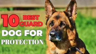 Top 10 Best Guard Dog Breeds to Protect Your House and Family