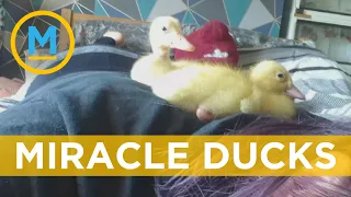 This woman hatched three ducks from supermarket eggs | Your Morning