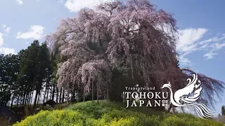 Spring Beauty in Tohoku, Japan 4K (Ultra HD) - 東北の春 | JNTO