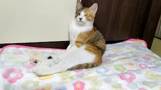 Cat Sits Like Human to Groom Herself
