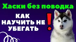 Хаски без поводка.  Можно ли отпустить? Как научить не убегать?